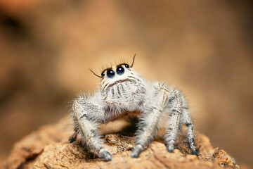 Hyllus diardi jumping spider, salticidae animal arachnid family jumping web spider. Hyllus diardi arachnoid yellow spider macro photography.