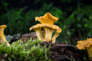 mushroom Cantharellus cibarius in the moss in the forest