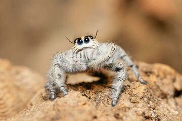 Hyllus diardi jumping spider, salticidae animal arachnid family jumping web spider. Hyllus diardi arachnoid yellow spider macro photography.