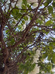 trees in the forest