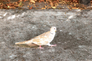 Dove pigeon bird gray runs outside on the ground Mexico.