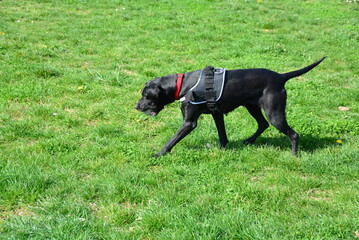 Beautiful black dog