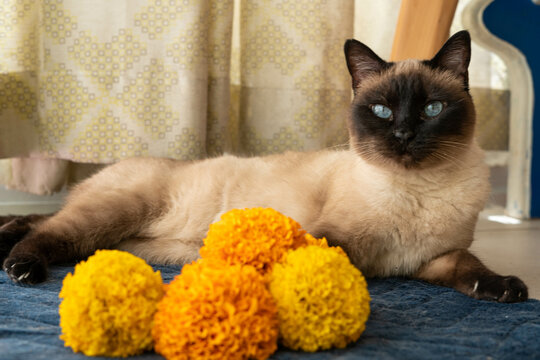 Siames cempasuchil marigold flower