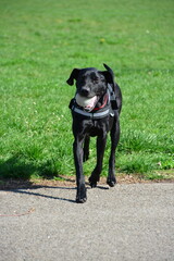 Beautiful black dog