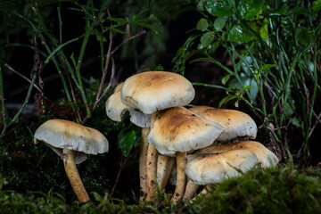 mushroom s in the moss in the forest