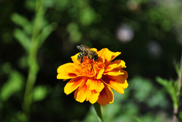 bee on yellow flower