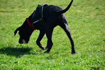Beautiful black dog