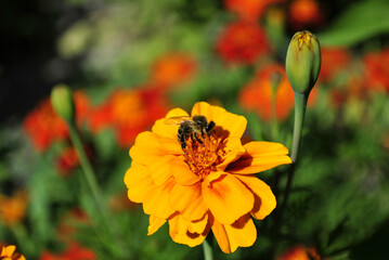 yellow flower and bee