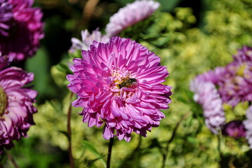 purple aster flower