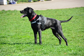 Beautiful black dog
