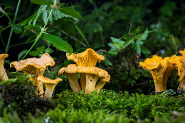 mushroom Cantharellus cibarius in the moss in the forest