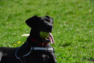 Beautiful black dog