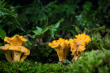 mushroom Cantharellus cibarius in the moss in the forest