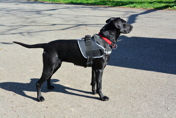 Beautiful black dog