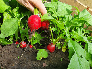 Gardener picking up a fresh red radish in the garden. Growing red radish for vegetarian and vegan...