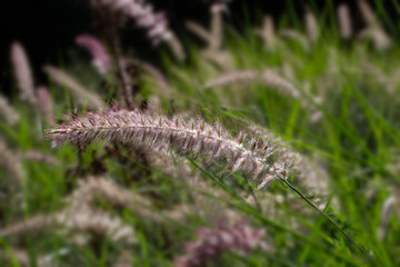 Closeup of panicle of oriental Fountain Grass (Pennisetum orientale 'Karley Rose') in a garden in late summer