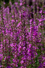 Closeup of flower spike of wand loosestrife (Lythrum virgatum 'Dropmore Purple') in a garden in summer