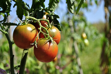 tomatoes on the vine