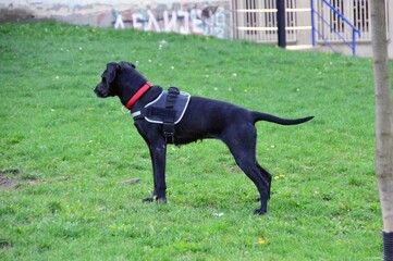 Beautiful black dog