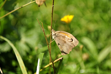 butterfly on grass