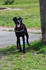 Beautiful black dog