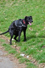 Beautiful black dog