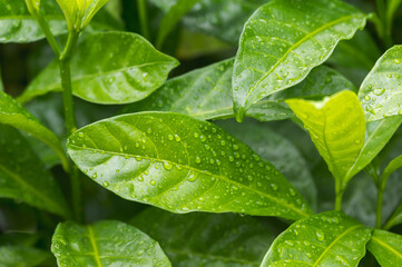 Jasminum sambac is a species of jasmine native to tropical Asia, from the Indian subcontinent to Southeast Asia. Water drop on the leaves.