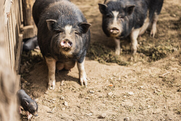 Inquisitive Pig On a Farm