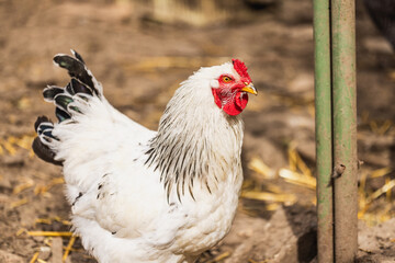 Rooster in Village