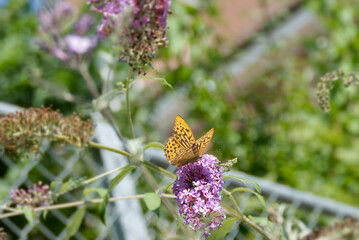 Silver-washed Fritillary (Argynnis paphia) butterfly sitting on summer lilac in Zurich, Switzerland