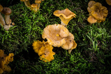 mushroom Cantharellus cibarius in the moss in the forest