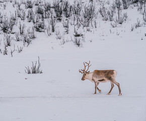 A solitary reindeer with antlers walks away in the winter snow at a Sami camp in the wilds of Tromso, northern Norway.