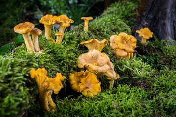 mushroom Cantharellus cibarius in the moss in the forest
