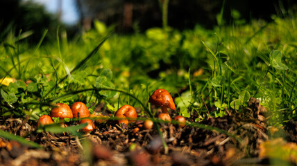 A whole bunch of mushrooms is growing beautifully in the grass