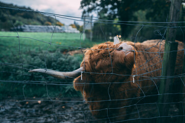 A red Scottish Highland Coo (cow) rubbing up against a wire fence. Close up.