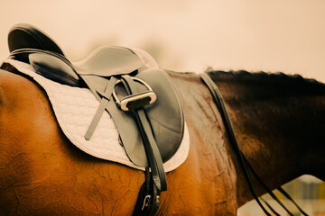 A bay horse, standing against the sky in a leather saddle. Equestrian sports and outdoor...