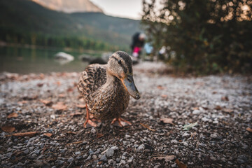 A single duck poss on the beach at Lake Eibsee in Bavaria, southern Germany. Close up.