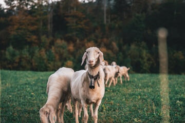 Two sheep in the middle of a green meadow in Bavaria, southern Germany. They're standing side by side, one is looking at the camera and is wearing a bell around their neck.