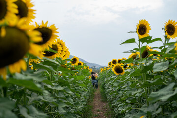 Sunflower Fields Mexico