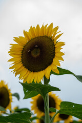 Sunflower Fields Mexico