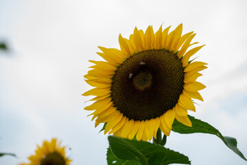 Obraz premium Sunflower Fields Mexico