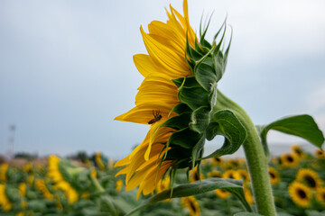 Sunflower Fields Mexico