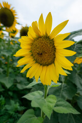 Sunflower Fields Mexico