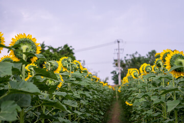 Sunflower Fields Mexico