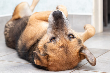 A big brown dog caresses himself lying on his back in a room on the floor
