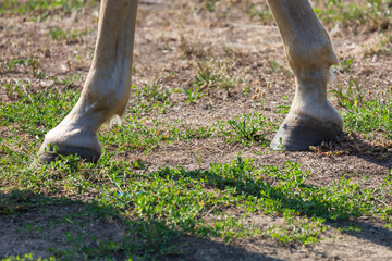 Two legs of a white horse. Hooves stand on the meadow.