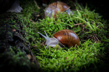 garden snail on moss in the forest