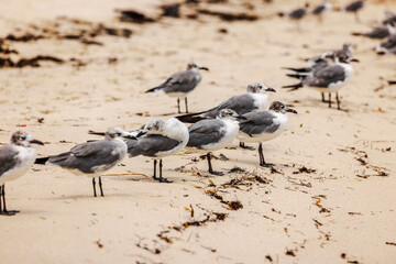 Close-up view of flock of large seagulls sitting on sandy beach of Atlantic Ocean in Miami Beach.