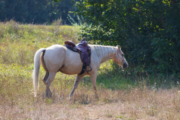Naklejka premium Beautiful white horse on pasture. The horse has a halter.