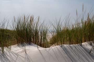 Dünenhafer mit Strandlandschaft als Hintergrund auf der Nordseeinsel Amrum